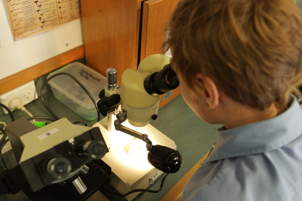 A child in a light blue shirt looks through a microscope in a STEM classroom, with another microscope and scientific equipment visible on the table nearby